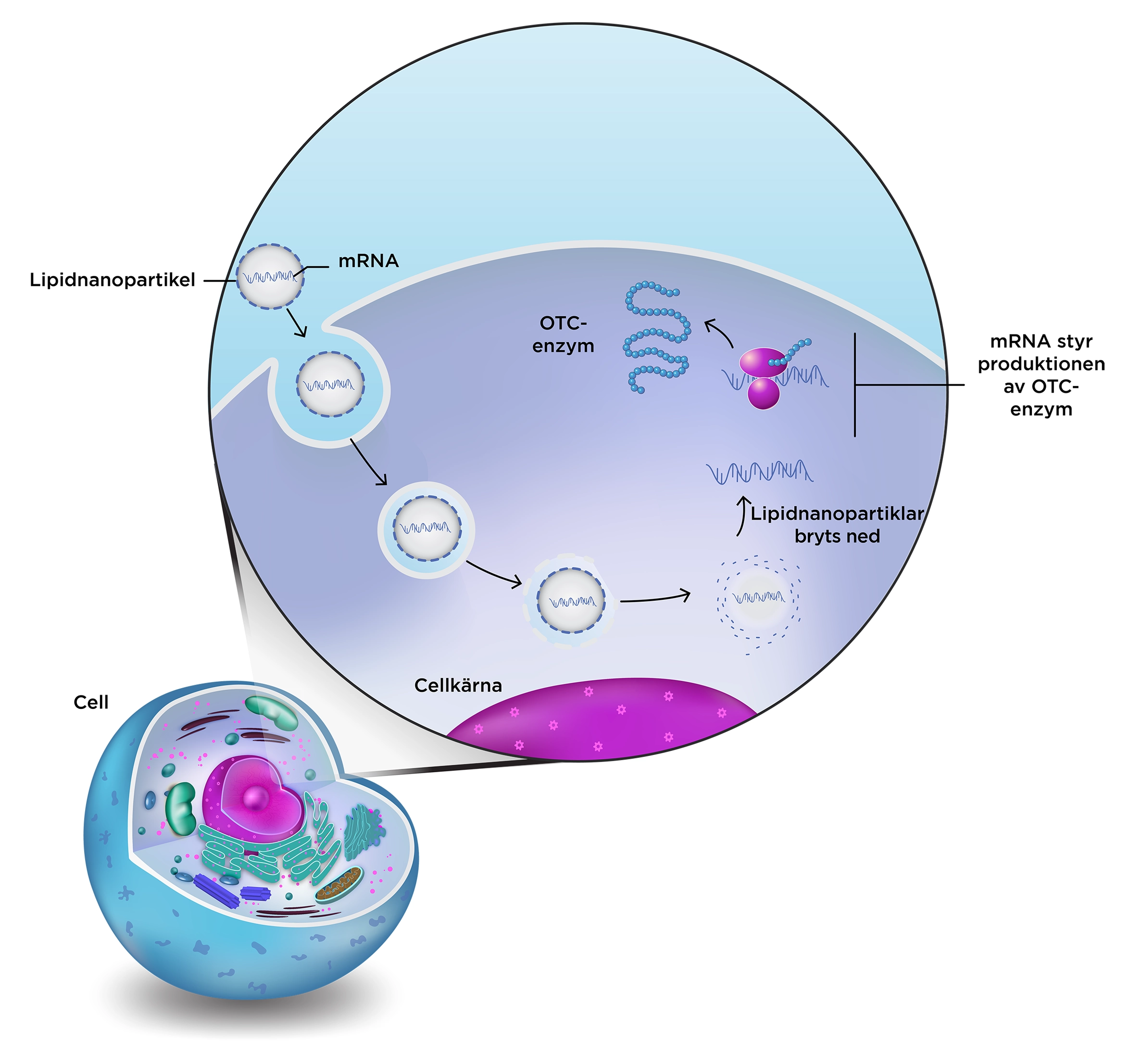 mRNA cell diagram
