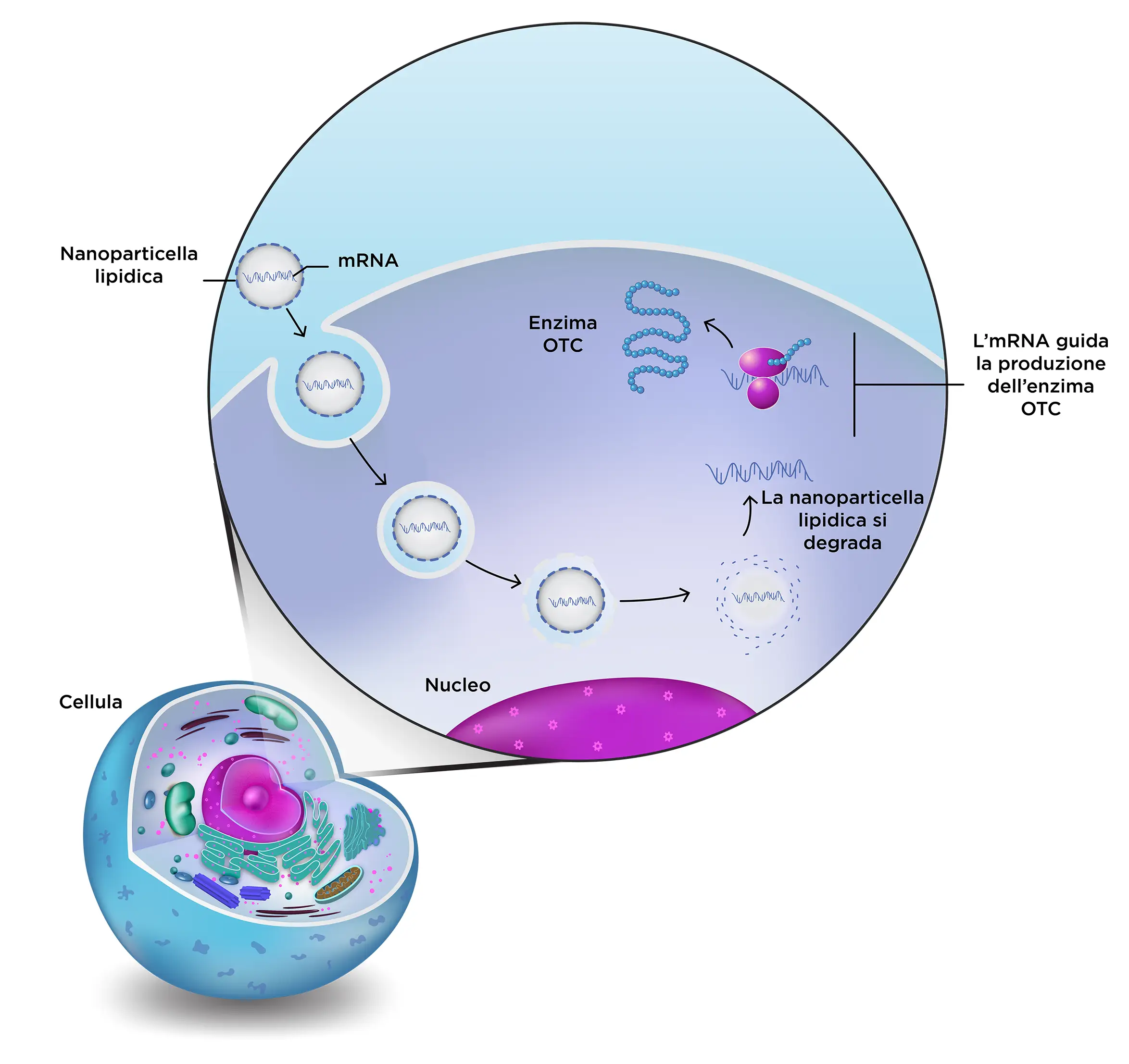 mRNA cell diagram